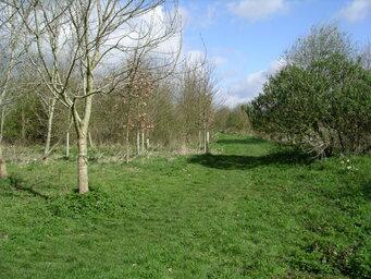 Playing Field